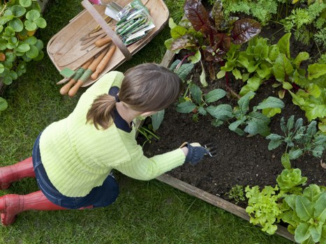 A woman with light brown hair tied in a ponytail, wearing a light green sweater, blue jeans, and red rubber boots, is crouching on a well-maintained grassy lawn in a garden. She is tending to a vegetable or flower bed bordered with wooden planks, planting or inspecting the plants. The garden bed contains various leafy green plants with different textures and colours, including dark purple and bright green foliage. Nearby, a wooden tray holds gardening tools such as small trowels and pruning scissors. The background features additional plants and shrubbery, indicating a neatly arranged outdoor space at a residential property. The scene appears to be set on a clear day, with natural sunlight illuminating the garden, reinforcing a professional gardening or lawn care context, consistent with services offered by Lawn Mowing Surbiton in the local area of Surbiton, KT postcode.
